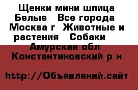 Щенки мини шпица Белые - Все города, Москва г. Животные и растения » Собаки   . Амурская обл.,Константиновский р-н